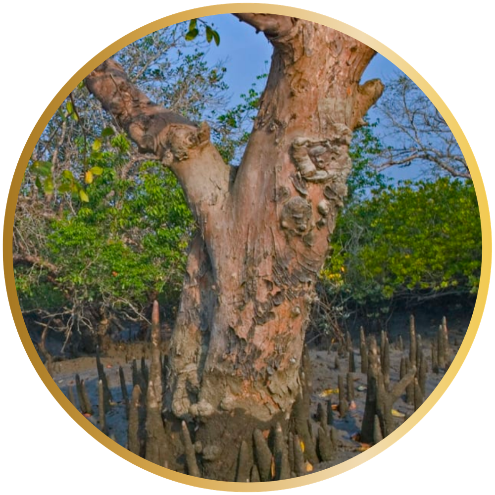 A picture of the sundari tree with its infamous pneumatophores.